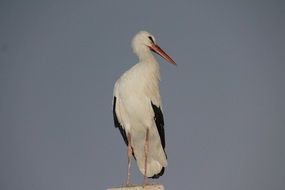 graceful stork on the blue sky background