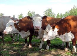 cows animals in North Karelia portrait