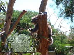 koala on a tree