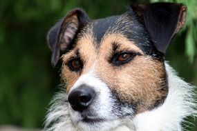 Jack Russel Dog closeup portrait