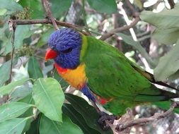 colorful lori on a branch