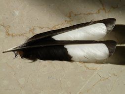 Feather Elster Bird