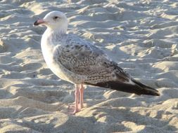 Seagull on a sand