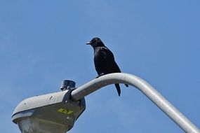 American Crow on street lamp sitting