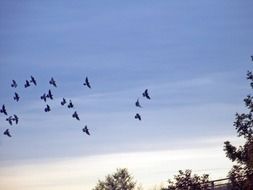 Birds in autumn