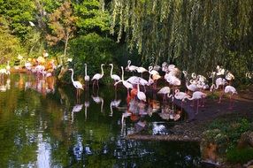 pink flamingos flock on water at green trees in Zoo