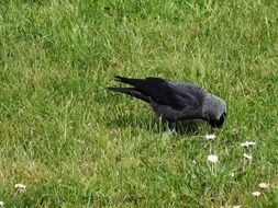 black daw on the meadow