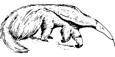 Anteater Mammal drawing