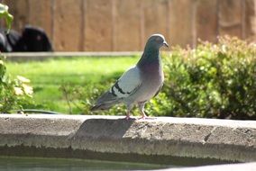 Pigeon near the grass