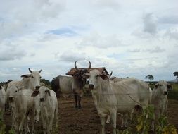 farm livestock in countryside