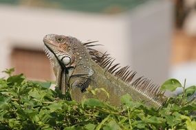 Wild Green iguana