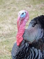 wild turkey with red and white head on a green meadow