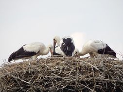 hungry storks in the nest