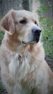 portrait of a golden retriever
