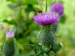 delicious Thistle