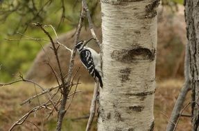 deliciously beautiful Woodpecker Bird