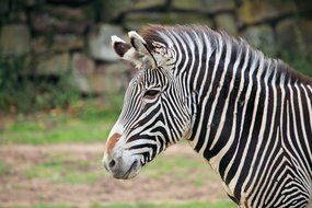 striped african zebra close-up on blurred background