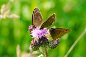 brown butterflies on prickly flower