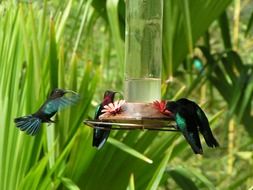 beautiful Hummingbird Birds in a flight