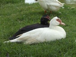 black and white domestic ducks relaxing on grass
