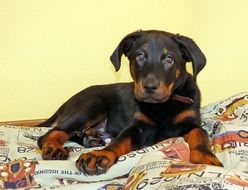 puppy lies on the bedspread