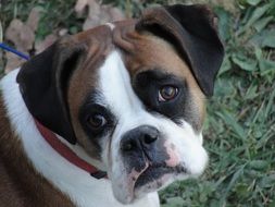 Boxer, cute Puppy Dog