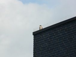 bird on the roof behind the wire