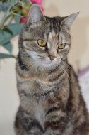 Cat Tabby Feline