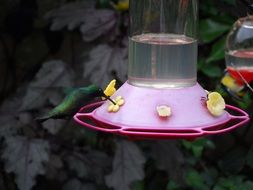eating hummingbird