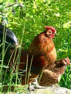 Hen and Chicken at spring Farm