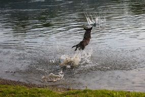 the dog jumps into the water