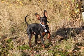 miniature pinscher outdoors on a sunny day