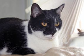 black and white cat sleeping on a white bedspread