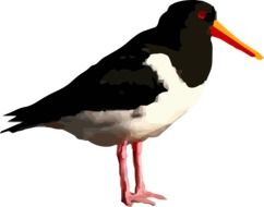 Cute black and white bird clipart