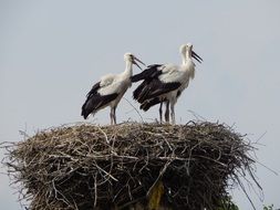 young storks awaiting parents