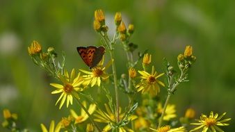 Butterfly on Yellow Flowers