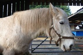 white stallion in the stable on a farm