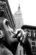 grey photo of looking king kong to the buildings