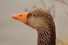 Colorful duck head on a background of lake