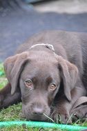 Puppy of the Labrador
