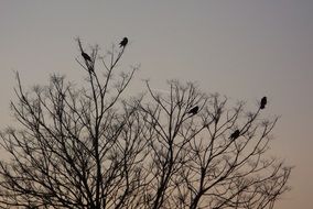 crows are sitting on a tall tree