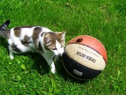 white-grey cat playing with a ball