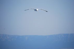 Seagull in a flight on a blue sky