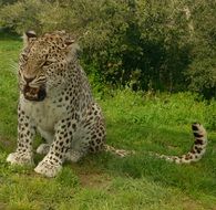 Fierce Panther sits on grass