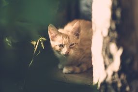 Portrait of red cat near a tree