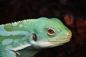 green Reptiles in zoo Terrarium closeup