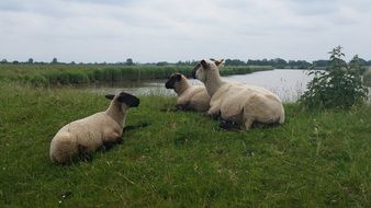 sheep on a green hill