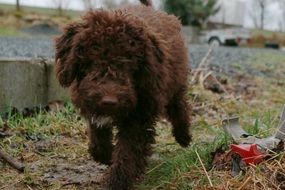 lagotto of a color brown