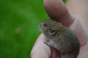 Field Mouse on hand