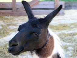 llama head closeup on a farm